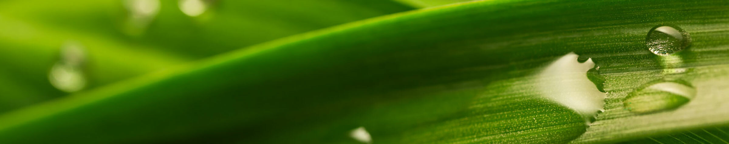 Water droplets on a blade of grass