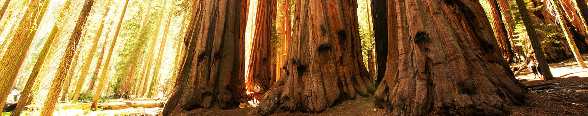 Forest of redwood trees