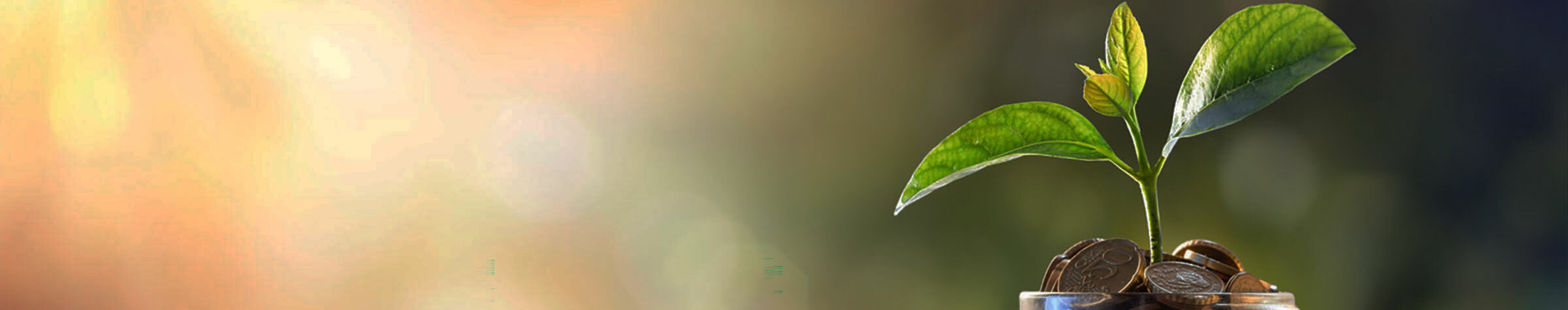 Green plant sprouting out of a jar of coins against a sunny background